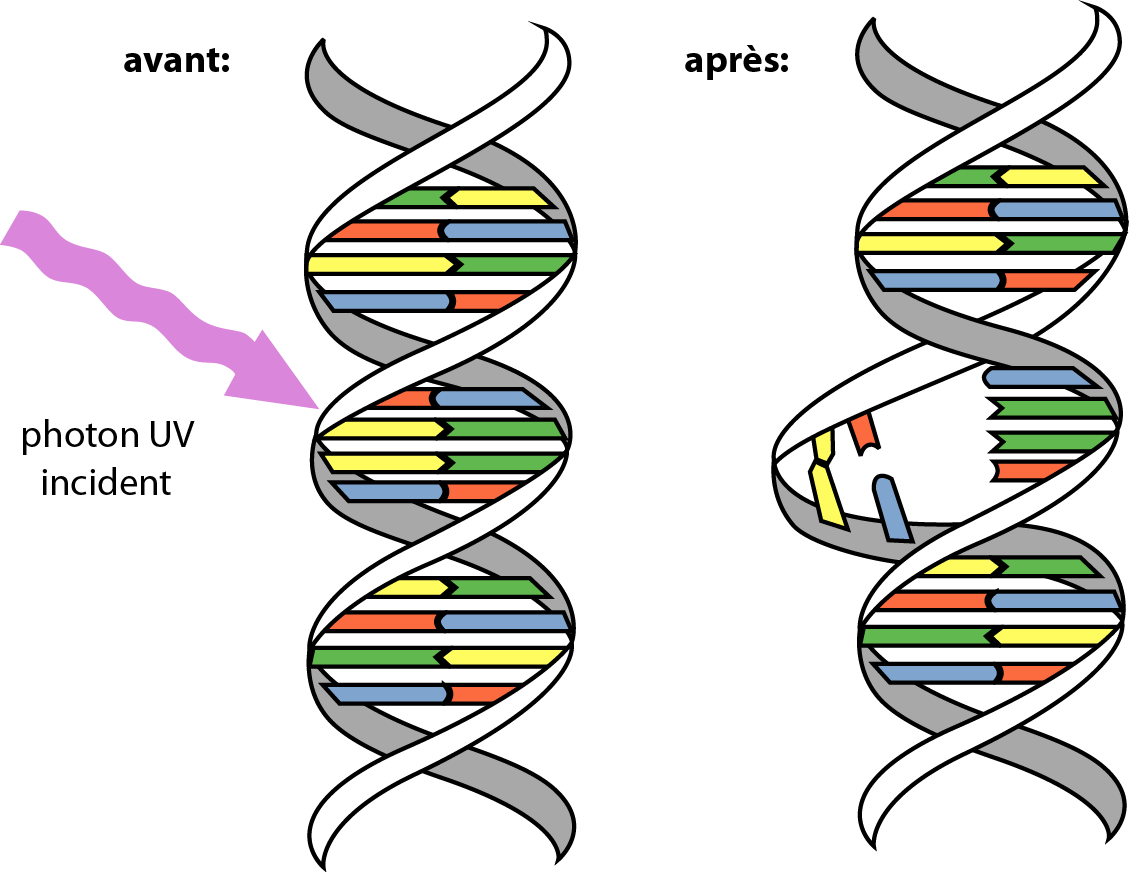 DNA_UV_mutation_fr.png